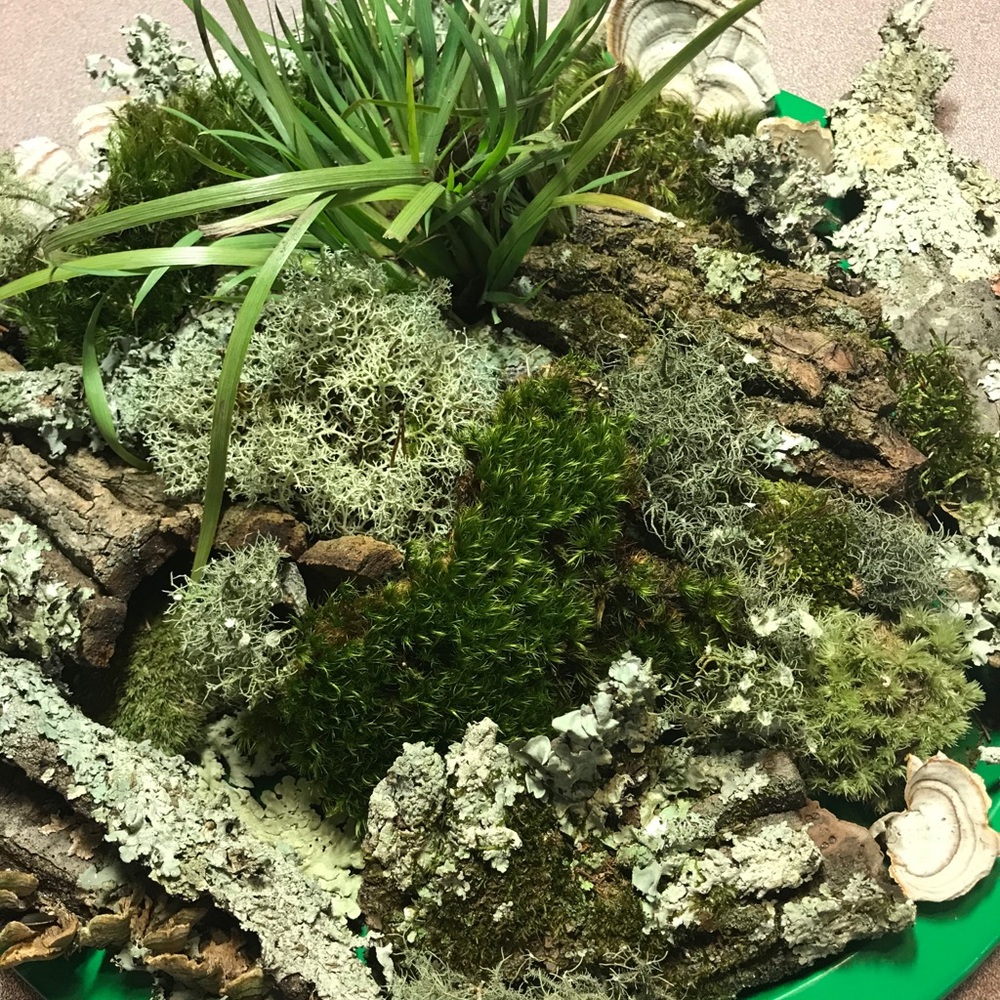 25 pc lot nature craft supplies moss bark lichen